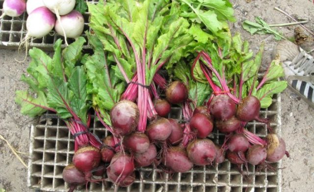 Africa- The Huge Potential of Agriculture to Slow Climate Change