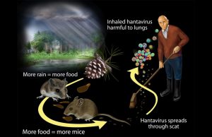 What is Hantavirus and how it spreads